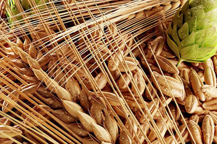 啤酒原料麦芽--豪鲁华体(中国)供应商